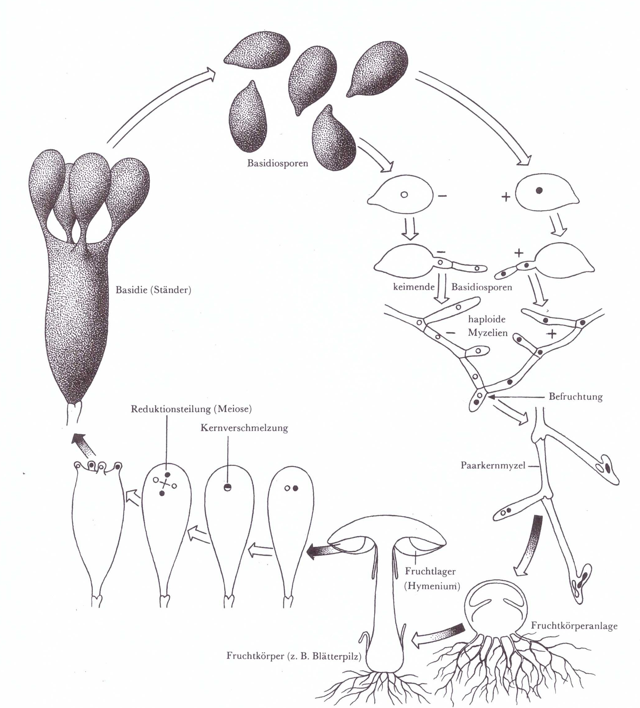 Original: https://chemie-in-lebensmitteln.katalyse.de/wp-content/uploads/2017/03/Skizze-1.jpg